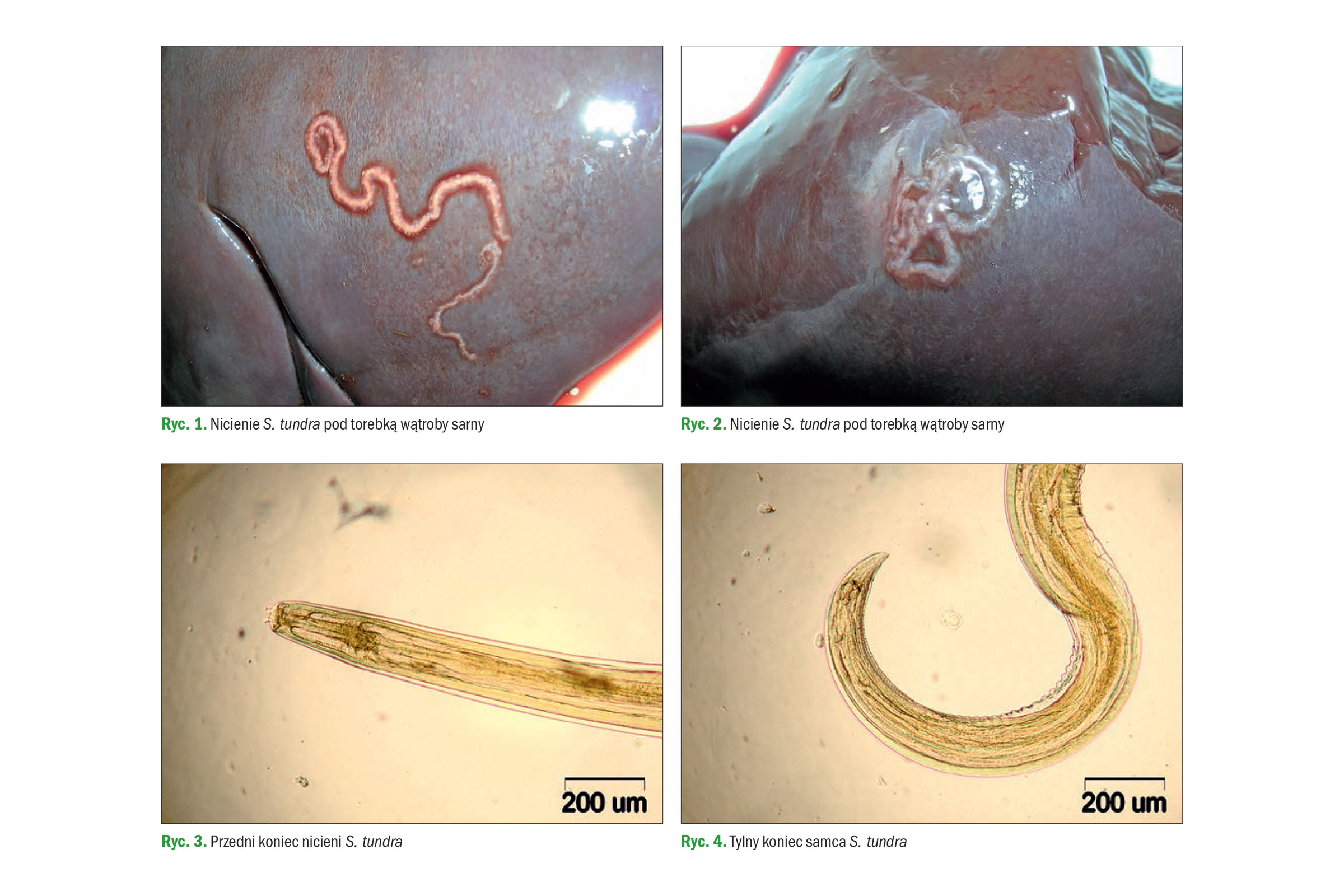 Większość Nicieni Podobnie Jak Znaczna Część Płazińców To Pasożyty Przypadek nietypowej lokalizacji nicieni Setaria tundra u sarny | PZŁ Łomża